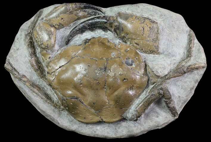 D Fossil Crab (Pulalius) Washington - Washington State #67571